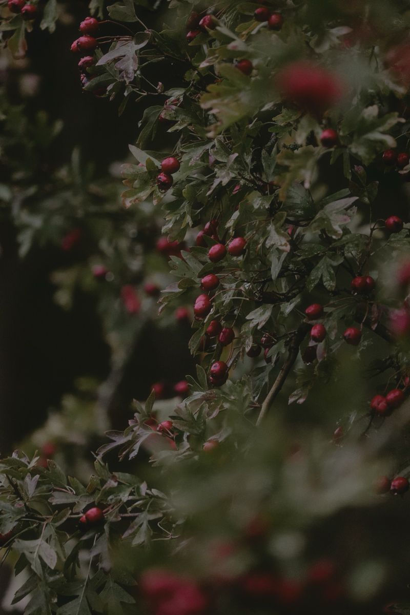 Hawthorn berries