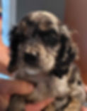 thumbnail_IMG_1611_edited.jpg