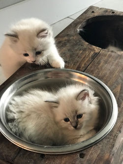 67514962_404965447083294_840351634688049