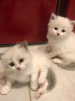 64552621_3259481907410619_35760301433421