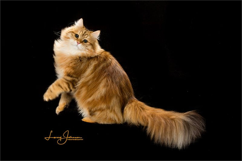 Heaven's dad - TGC SASZA SNIEZNY URWIS OF STERLINGCATZ