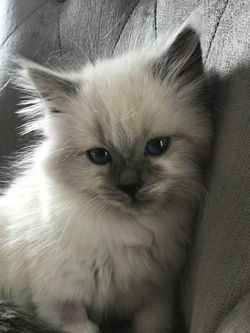 67768486_2344368689224472_76693537112520