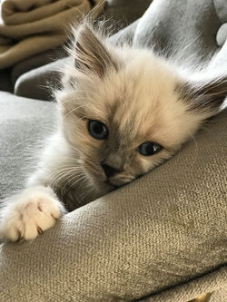 67433993_337367657147183_685732382964816