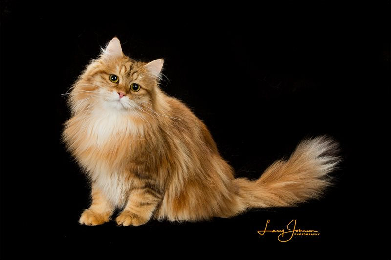 Heaven's dad - TGC SASZA SNIEZNY URWIS OF STERLINGCATZ