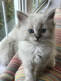 67872055_2382722225147878_47295953003379