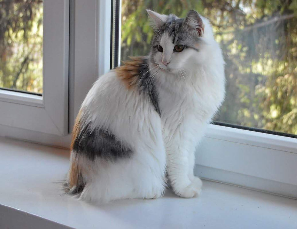 KAYAH