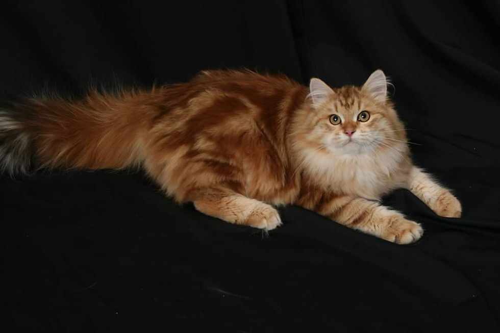 Heaven's mom - RW SGC SterlingCatz Tawni Dior