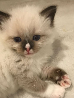 65269378_1407956859345244_51153055770895