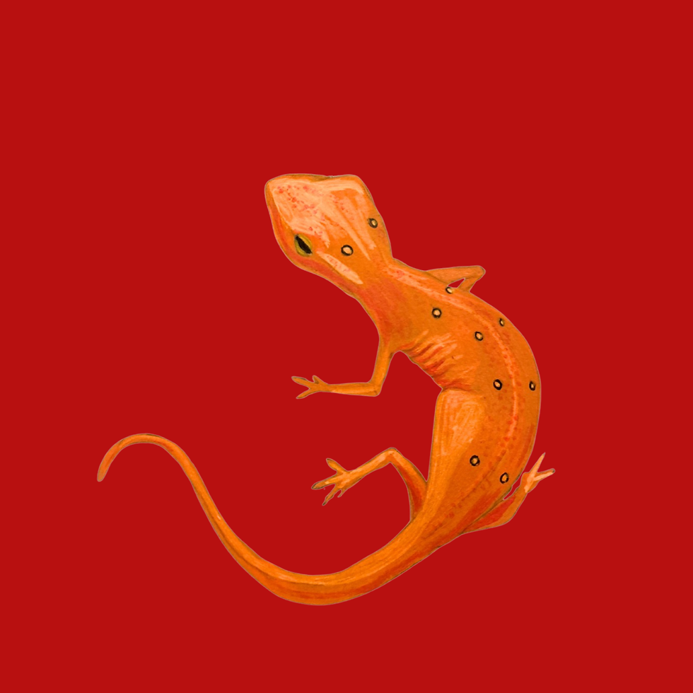 Thumbnail: Men’s Salamander T-shirt