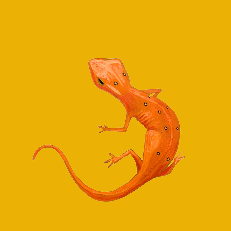 Thumbnail: Men’s Salamander T-shirt