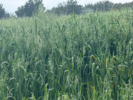 OK, so it has rained and rained and rained