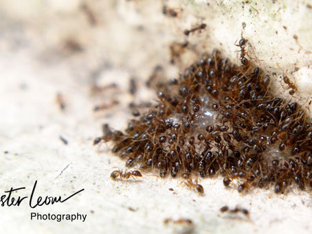 Goodbye Ants.