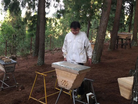 🐝 Swarming Season in Africa – A Glimpse into My Field Work