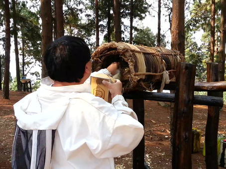 From Landlord to Tenant: My Life With Bees