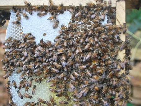 Hodges first colony