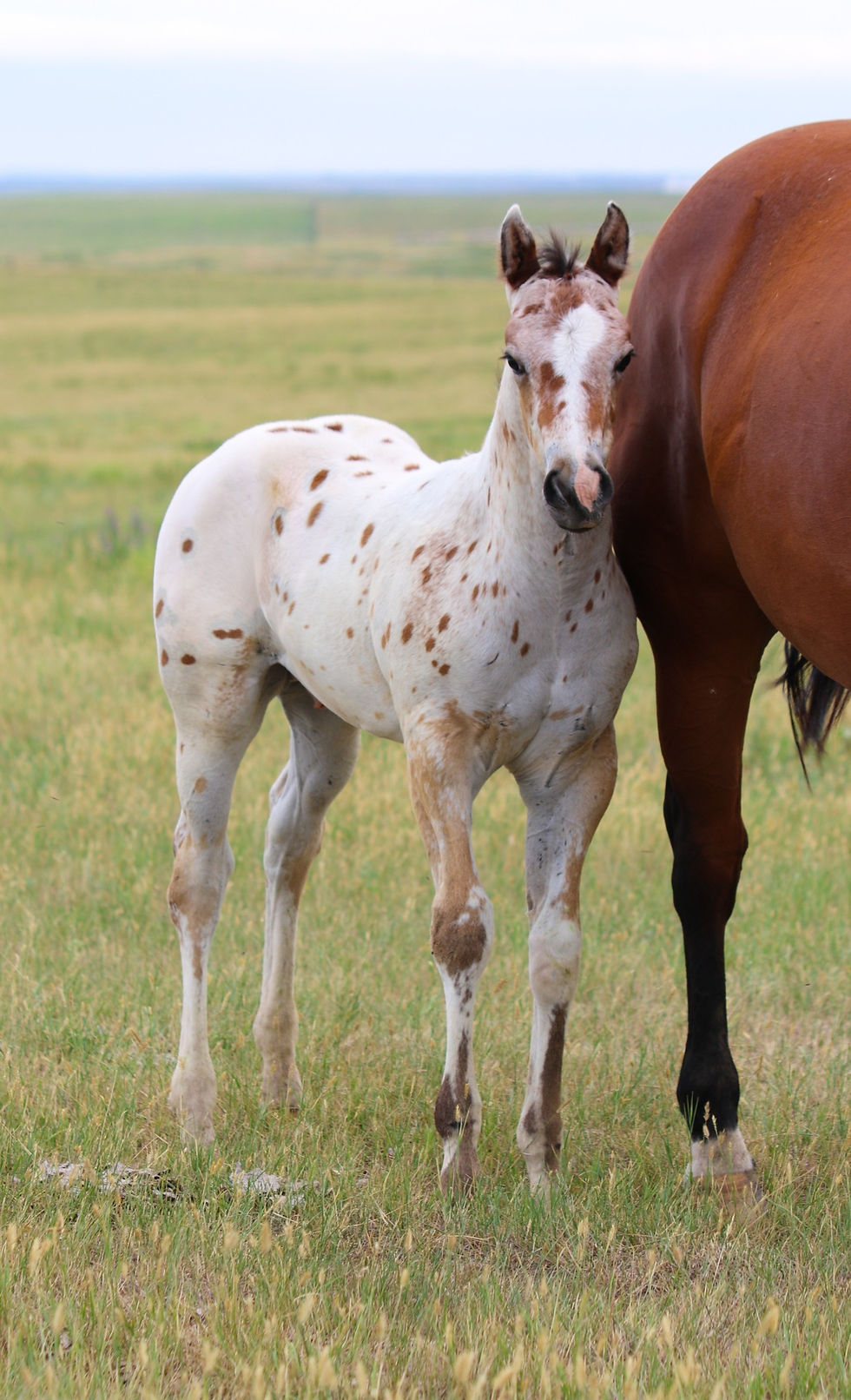 Fall Catalog Consignments Gordon Livestock