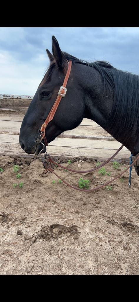 539397445_1516153073244051_6114442663969484700_n