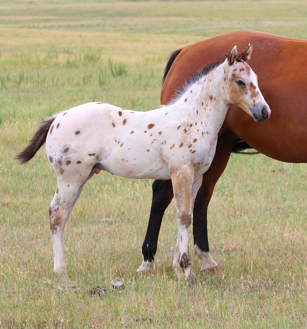 Fall Catalog Consignments Gordon Livestock