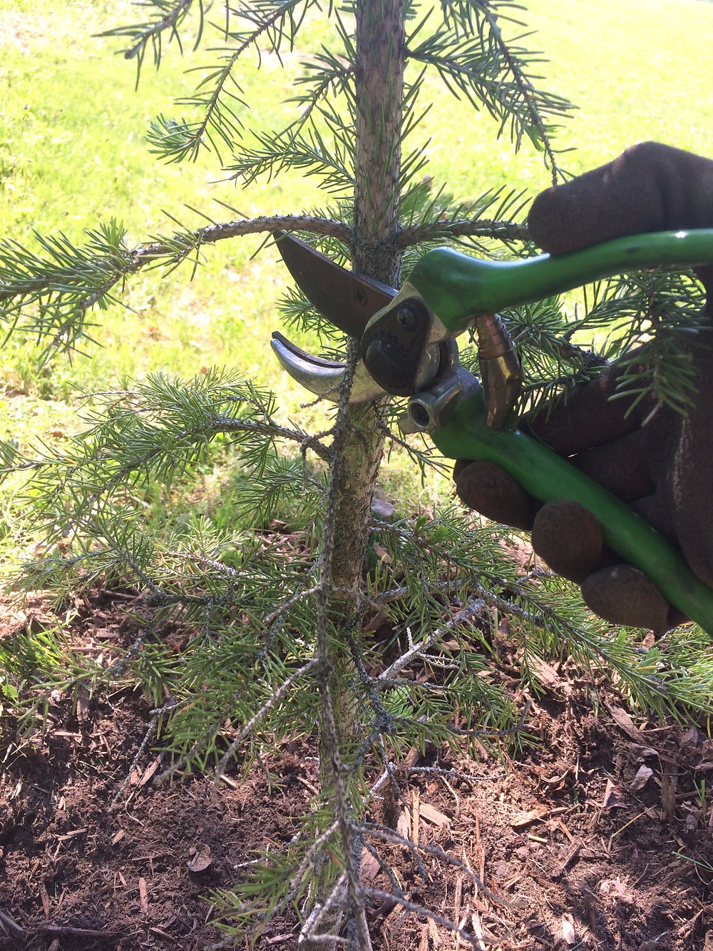 Pruning an evergreen tree