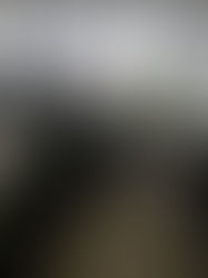 Week 48- How many Leos does it take to change a lightbulb?