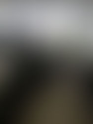 Week 48- How many Leos does it take to change a lightbulb?