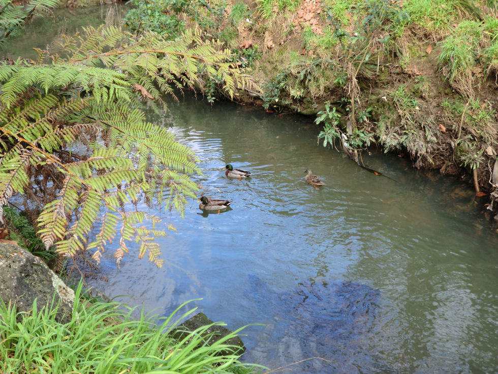 Week 4- Does a can of beer in the fridge cool faster in the prone position?