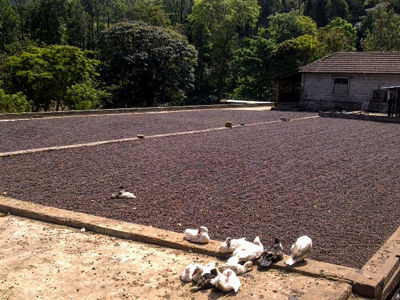 kaapi indian coffee - coffee farm