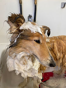 Hund baden und föhnen.JPG