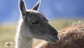 guanaco2.jpg