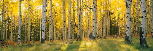 aspen.jpg
