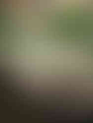 Decoração Casamento Verde & Branco | Foto by Elegant Wedding