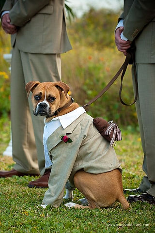 Cachorro no seu Grande Dia