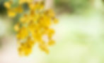 yellow%20petaled%20flower%20close%20up%20photography_edited.jpg