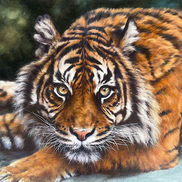 Captivating oil painting of a tiger staring straight at the viewer; links to 2025 exhibition of unique wild animal art by Jules Kesby artist.