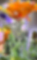 Public Art Opening: Inflorescence and Luminous Waveforms (Paseo Project)