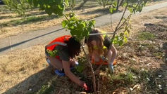 Our Farm to Table Internship at the Heritage Apricot Orchard