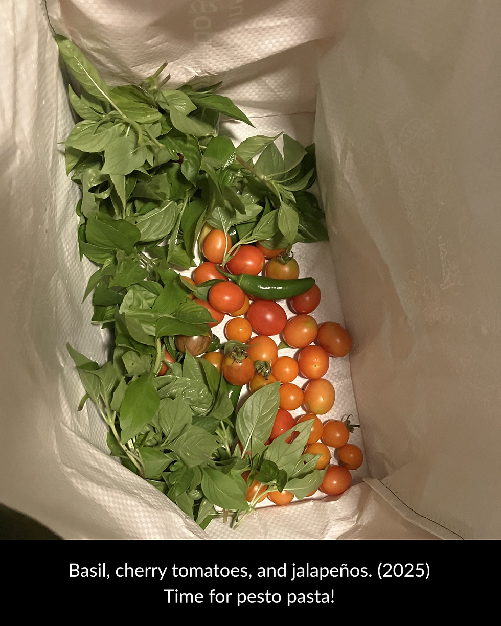 Basil, cherry tomatoes, and jalapeños in a white bag; text says 2025 and Time for pesto pasta!