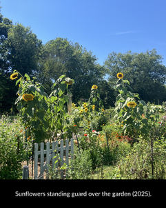 Sunflowers standing guard over the garden (2025).