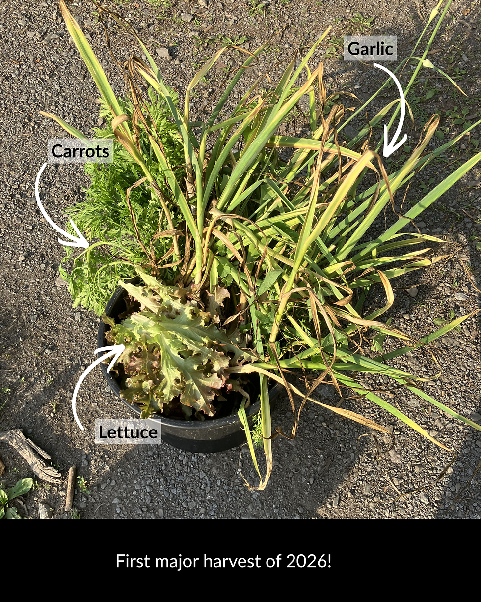 Potted harvest of carrots, garlic, and lettuce on gravel, labeled with arrows; caption reads First major harvest of 2026!