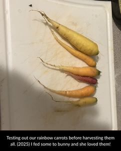Testing out our rainbow carrots before harvesting them all. (2025) I fed some to bunny and she loved them!