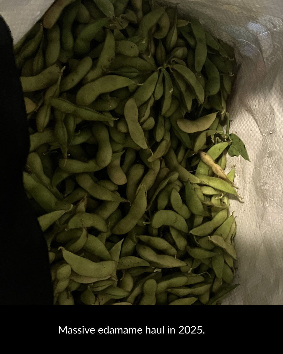 Bag full of green edamame pods with caption Massive edamame haul in 2025.