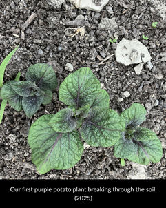 Our first purple potato plant breaking through the soil. (2025)