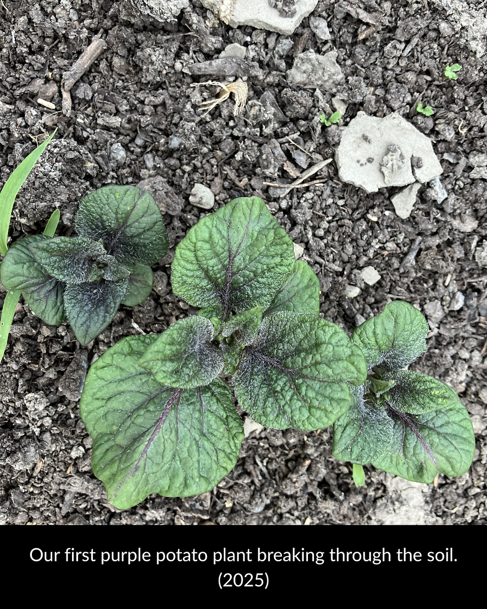 Our first purple potato plant breaking through the soil. (2025)
