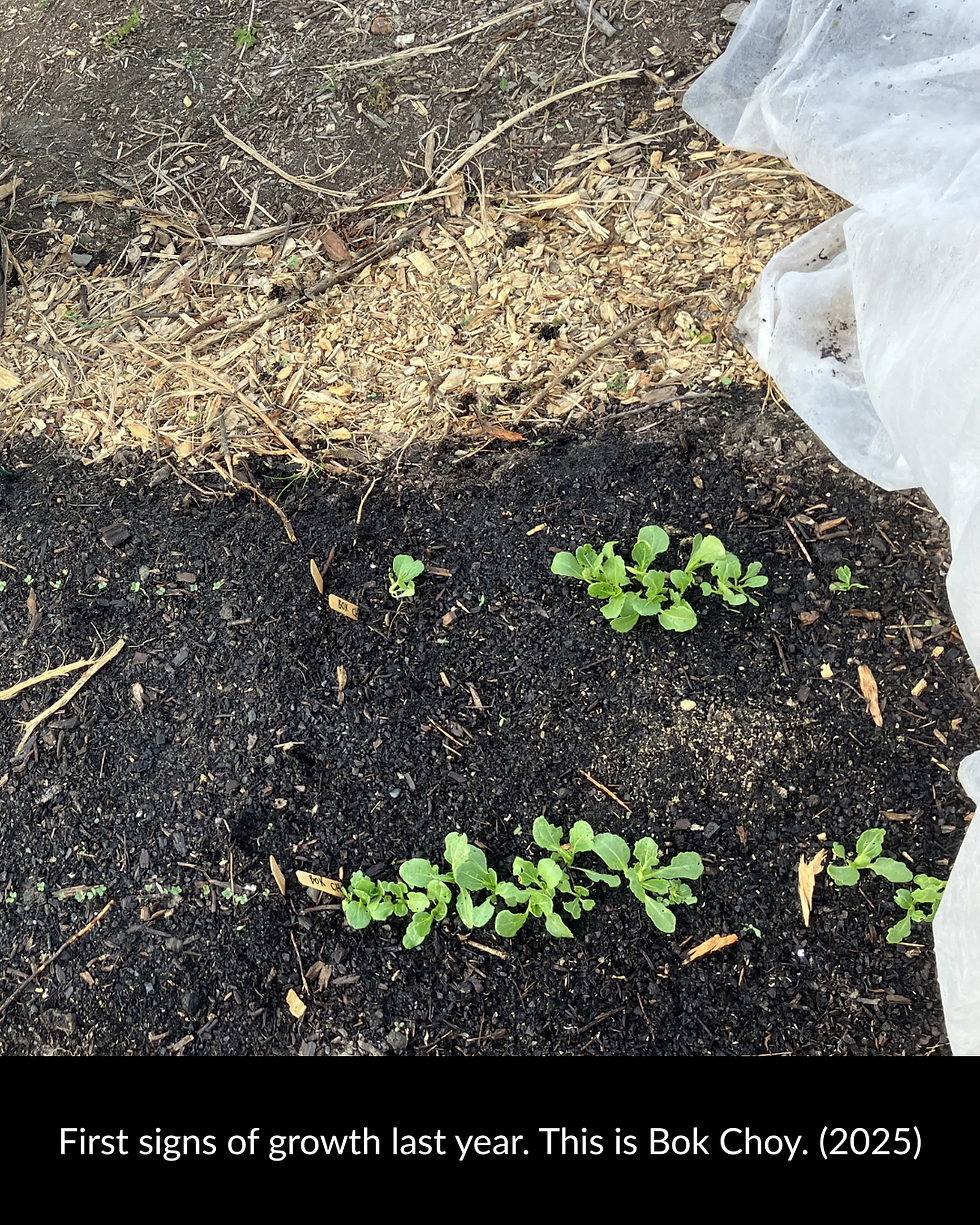 Bok choy seedlings sprout in dark garden soil under white row cover, with caption: First signs of growth last year. This is Bok Choy.
