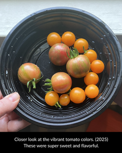 Closer look at the vibrant tomato colors. (2025) These were super sweet and flavorful.
