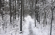 Winter image 1.jpg