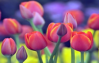 Tulip Picture1.jpg