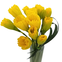 Miniature Beauties - Daffodils (2).png