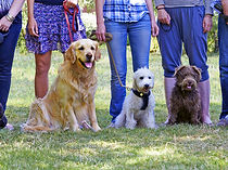 Dog Training, Dog Training Near Me, Dog Training Bay Area, Dog Training in San Jose, Ca, Puppy Training, Dog Trainer