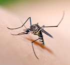 לישמניוזיס - שושנת יריחו בכלבים וחתולים ?